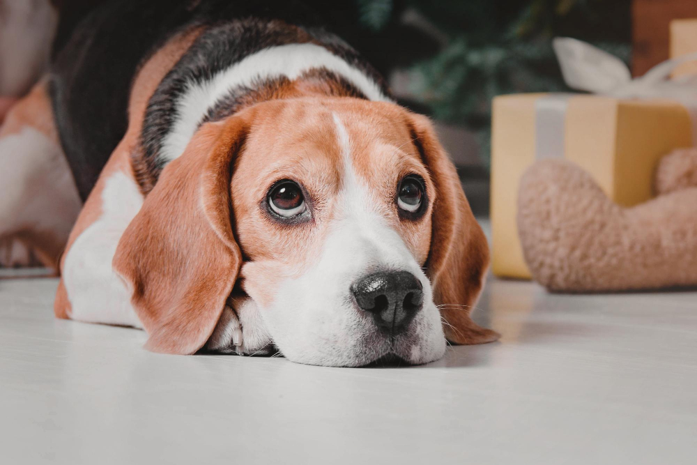 Basset hound waiting for petting