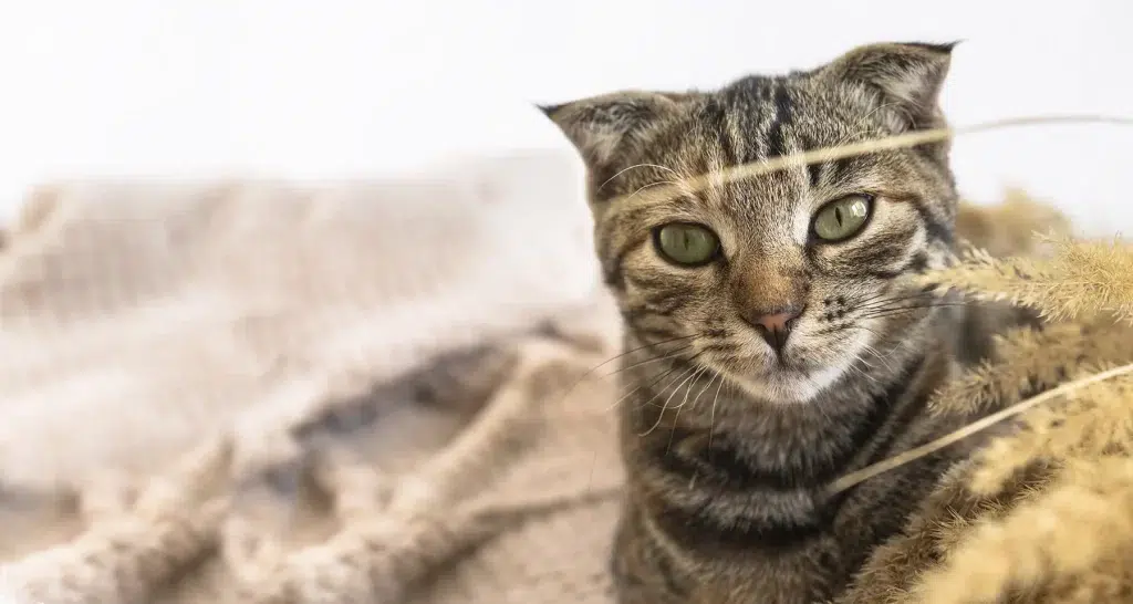 Cat with floppy ears