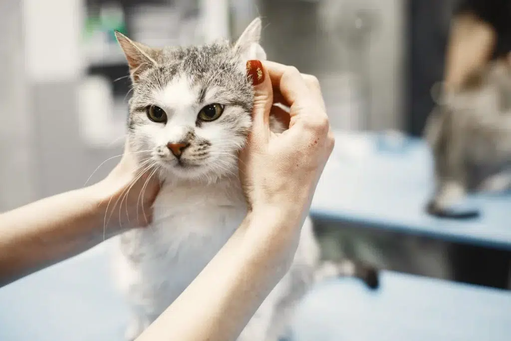 Furry cat with the vet