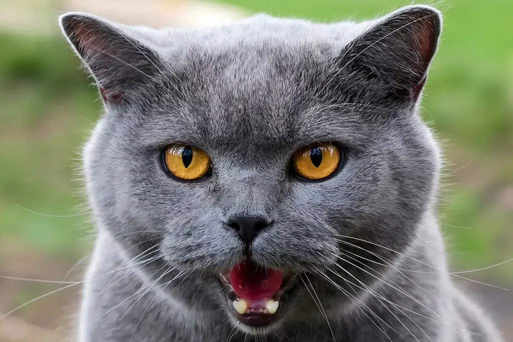 Gray cat with open mouth