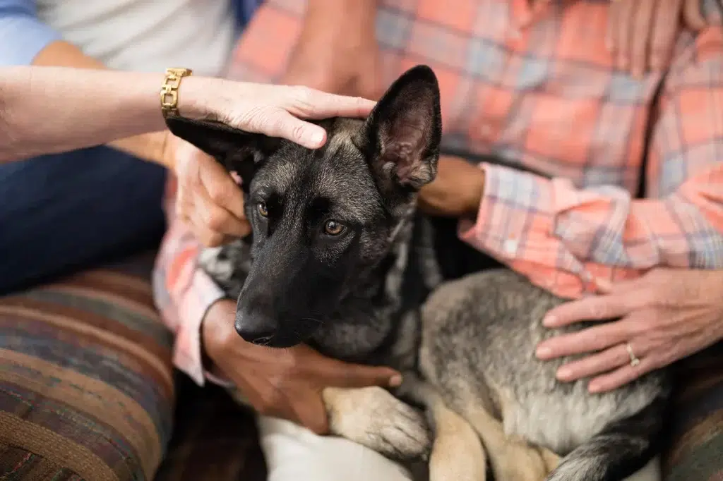 Dog petted by many people