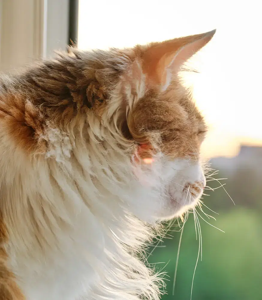 Furry cat looking out the window