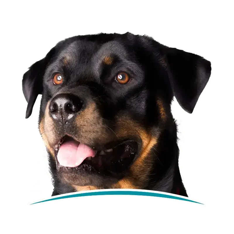 rottweiler panting