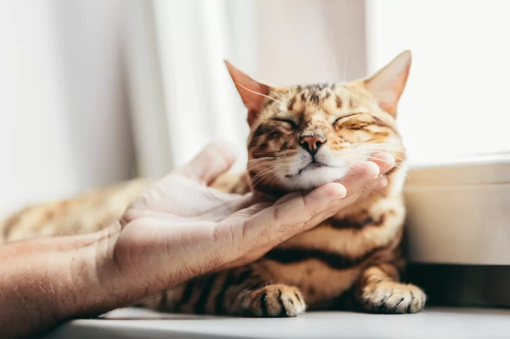 striped tabby cat, petted by its owner