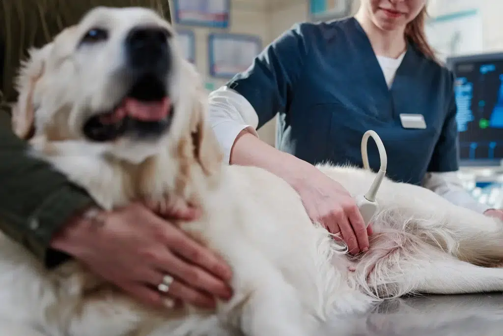 Veterinarian doing ultrasound on a large dog