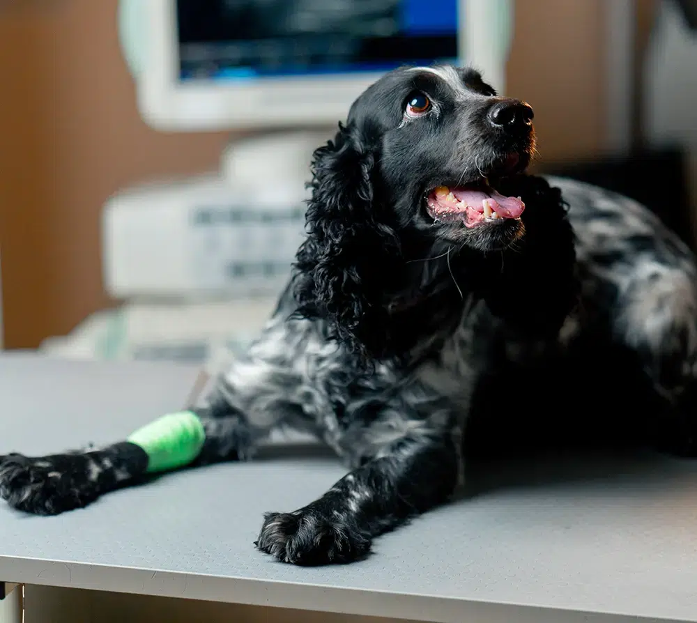 Dog with bandage on front leg being checked at the vet