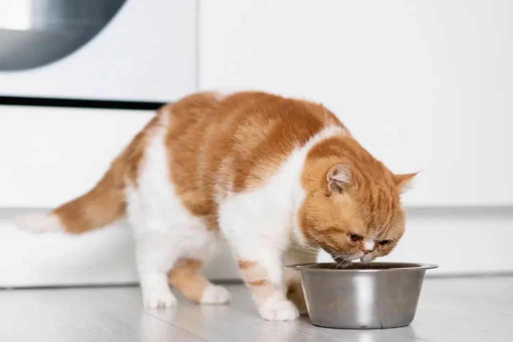 Chubby cat eating in his bowl