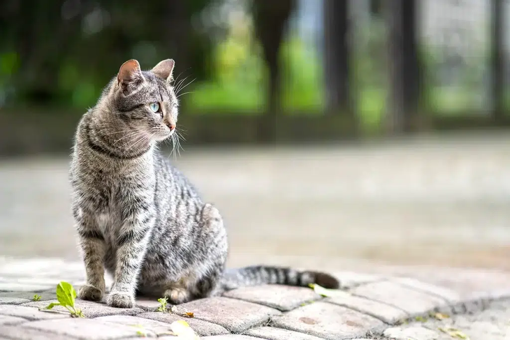 Cat sitting on the street