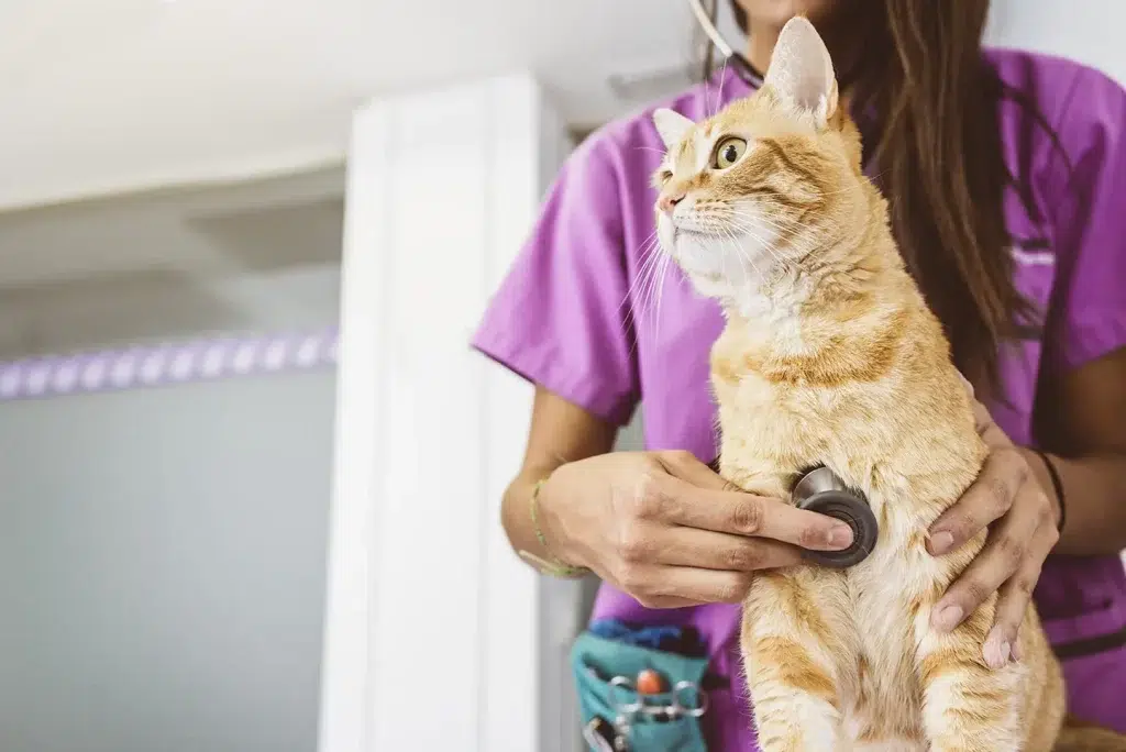 Cat with vet under examination