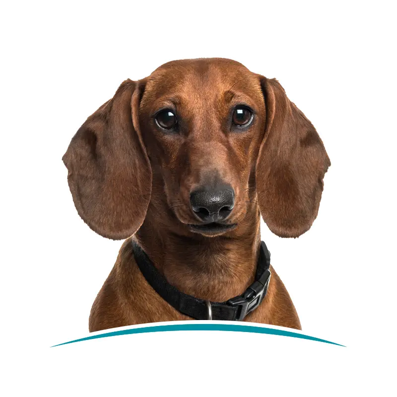 dachshund with black collar