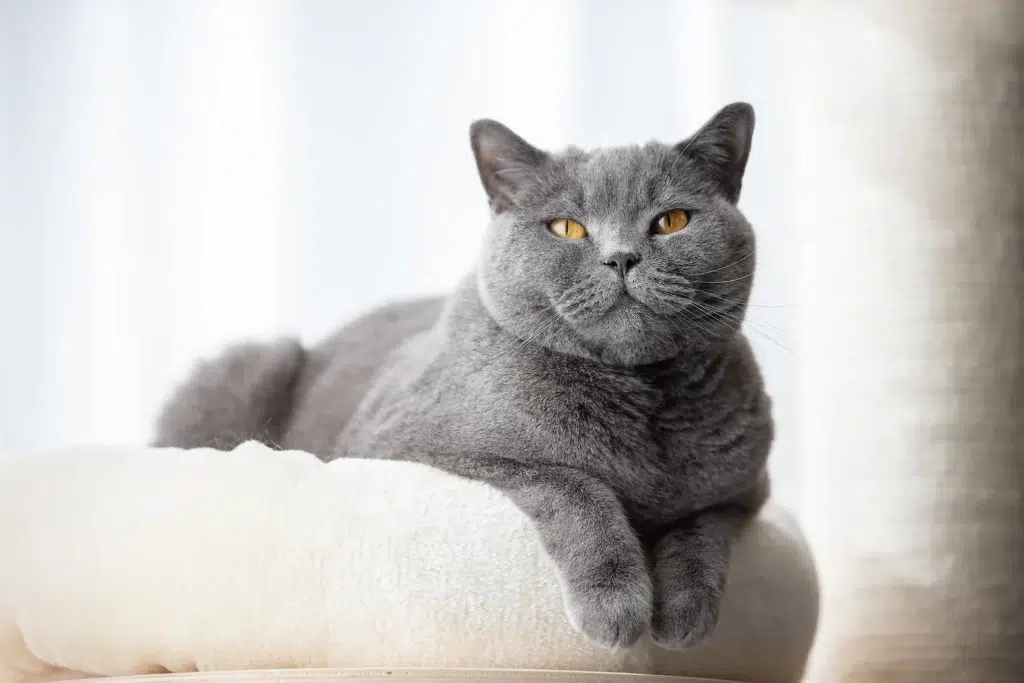 Gray cat in his bed