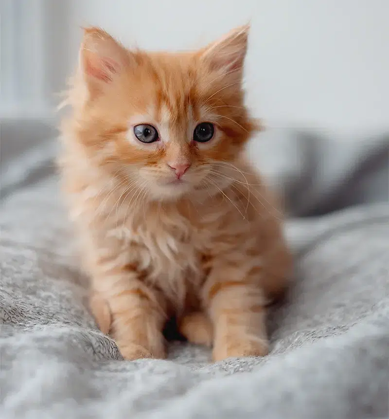 Ginger kitten