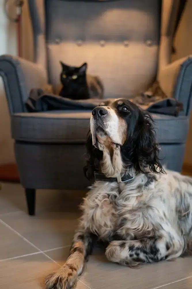 pets a dog and a black cat