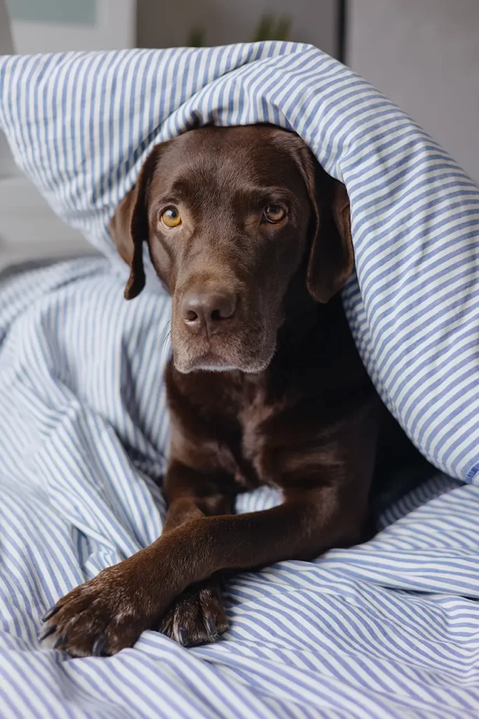 Dog laying on the bed with a pillow on top