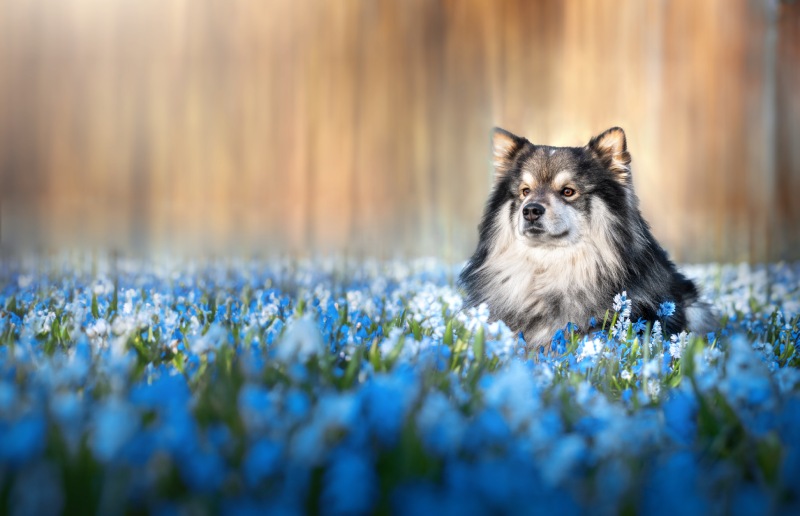 Shaggy dog in a field of blue flowers