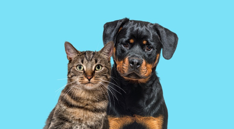 tabby striped mixed breed cat and rottweiler