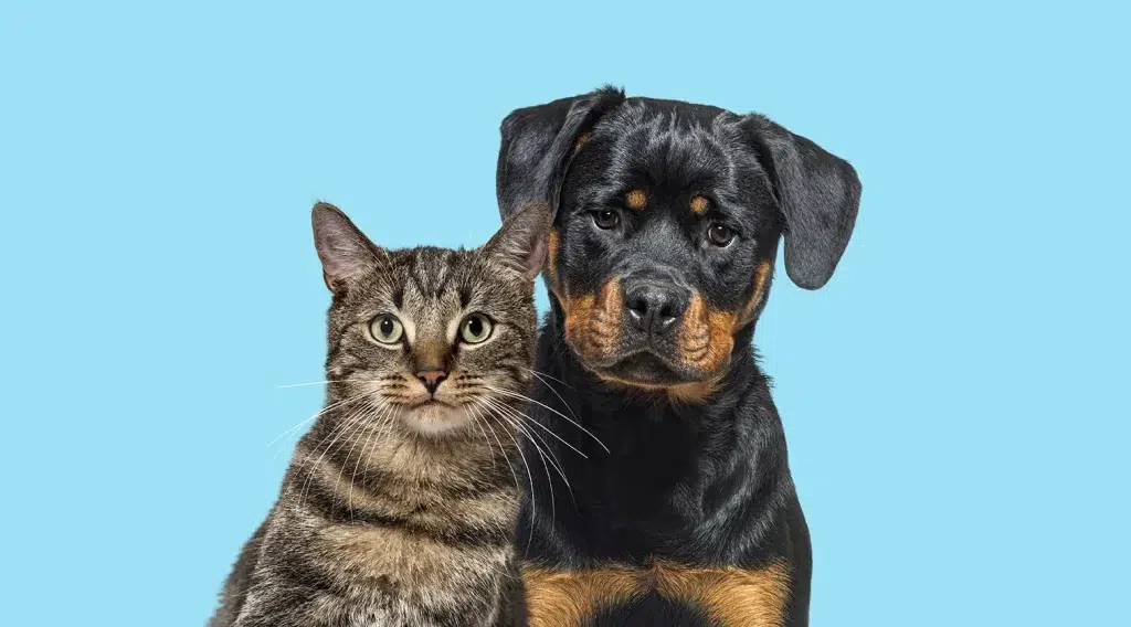 tabby striped mixed breed cat and rottweiler