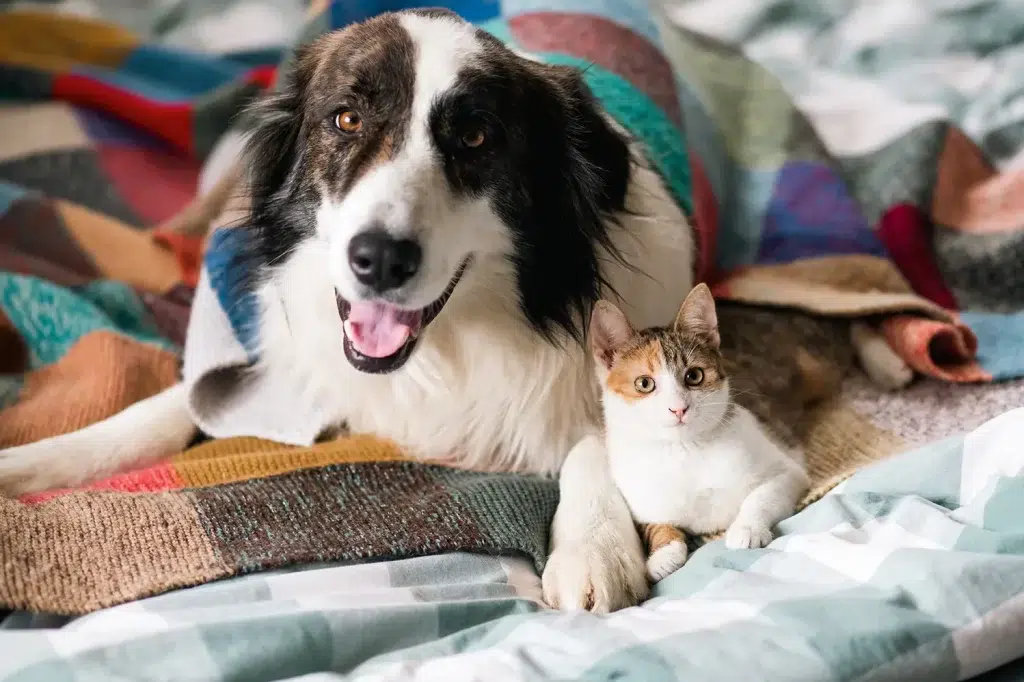 Dog and cat laying on the bed